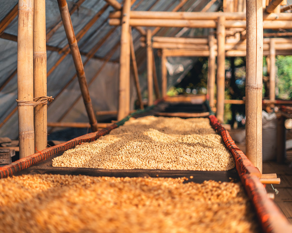 Coffee Drying in Rack